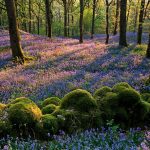 Carstramon Wood | Gatehouse of Fleet